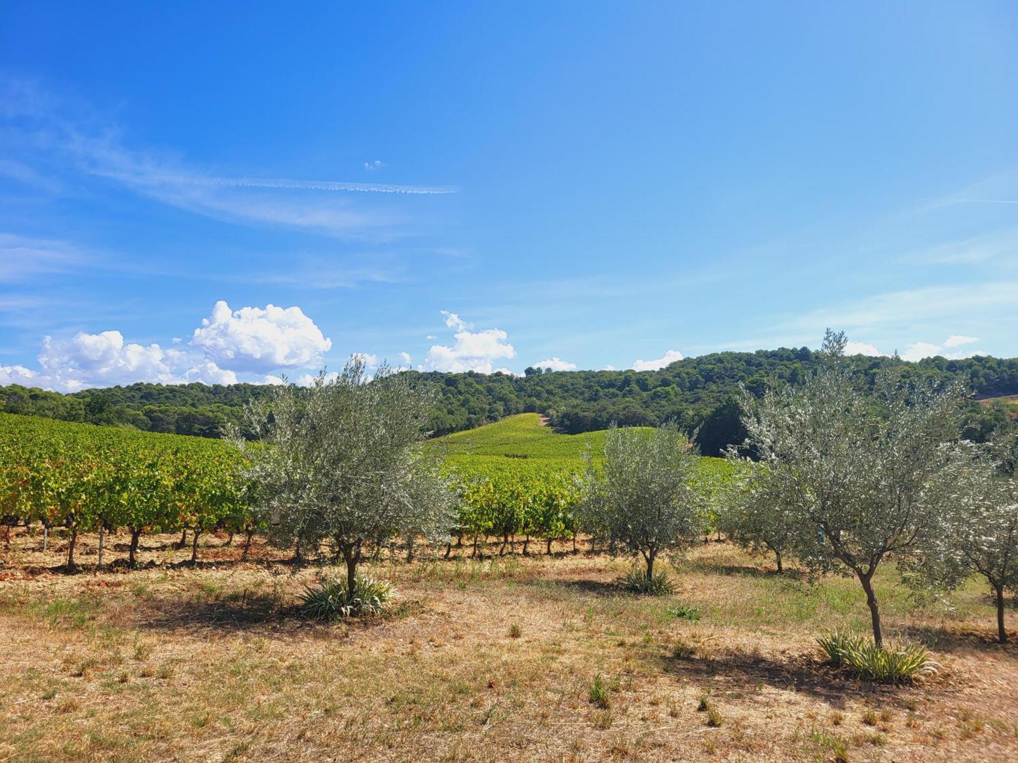 Les Saffres - Gite De Charme Pour 8 Personnes Valreas Exterior photo